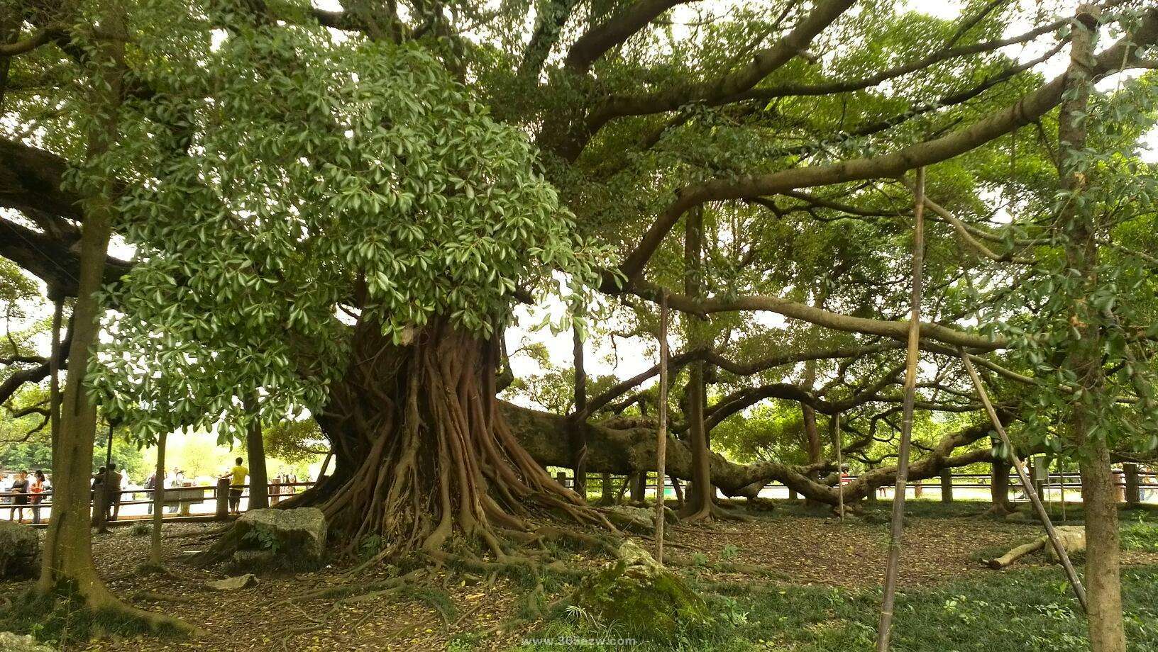 【携程攻略】阳朔大榕树景点,这棵大榕树是我见过的最大最壮观的大树，不但有1400多年的历史，而且…