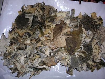 招财进宝蟾蜍有何寓意位置摆放介绍