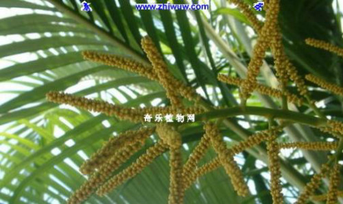 散尾葵开花寓意好不好 散尾葵在放风水最好呢