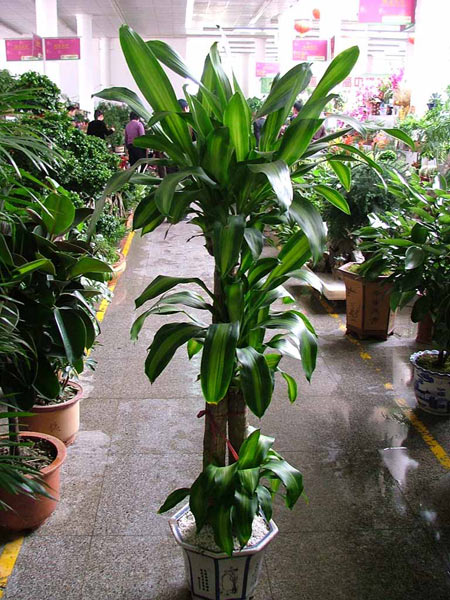家居风水花草_家居植物风水_家居与风水
