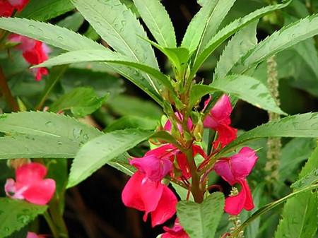 家居植物风水_凤仙花与家居风水_家居八宅风水