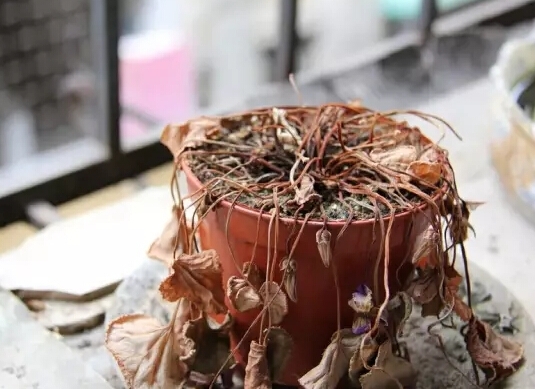 客厅摆放干花风水好不好_家居 风水 方位_干花家居风水