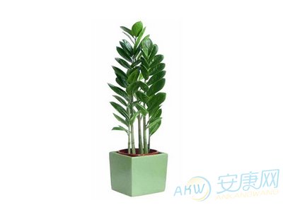 新楼房装修风水_楼房客厅风水布局图_楼房家居风水树