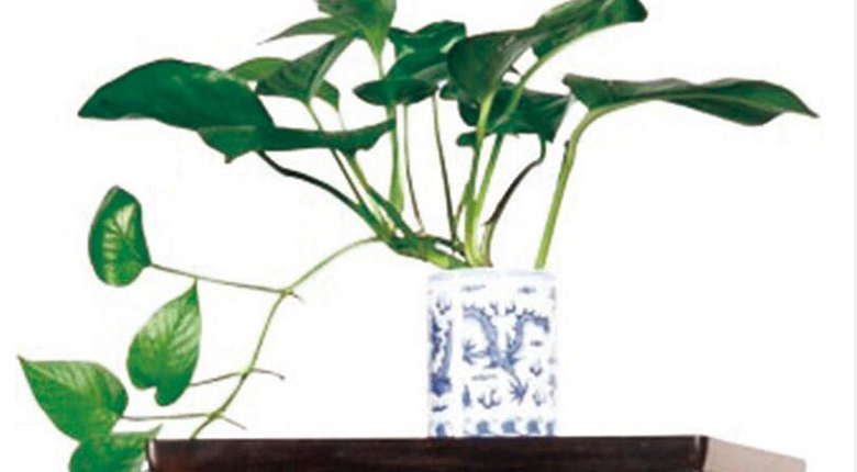 家居风水绿萝花可以吗_绿萝风水摆放禁忌_怎样让花叶绿萝更花