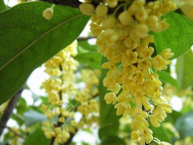 一棵桂花树的风水作用_四季桂花风水_桂花家居风水