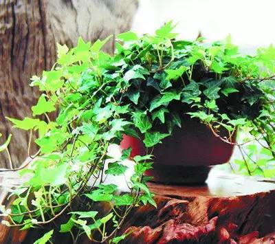 家居植物风水_家居 风水 方位_常春藤的家居风水作用