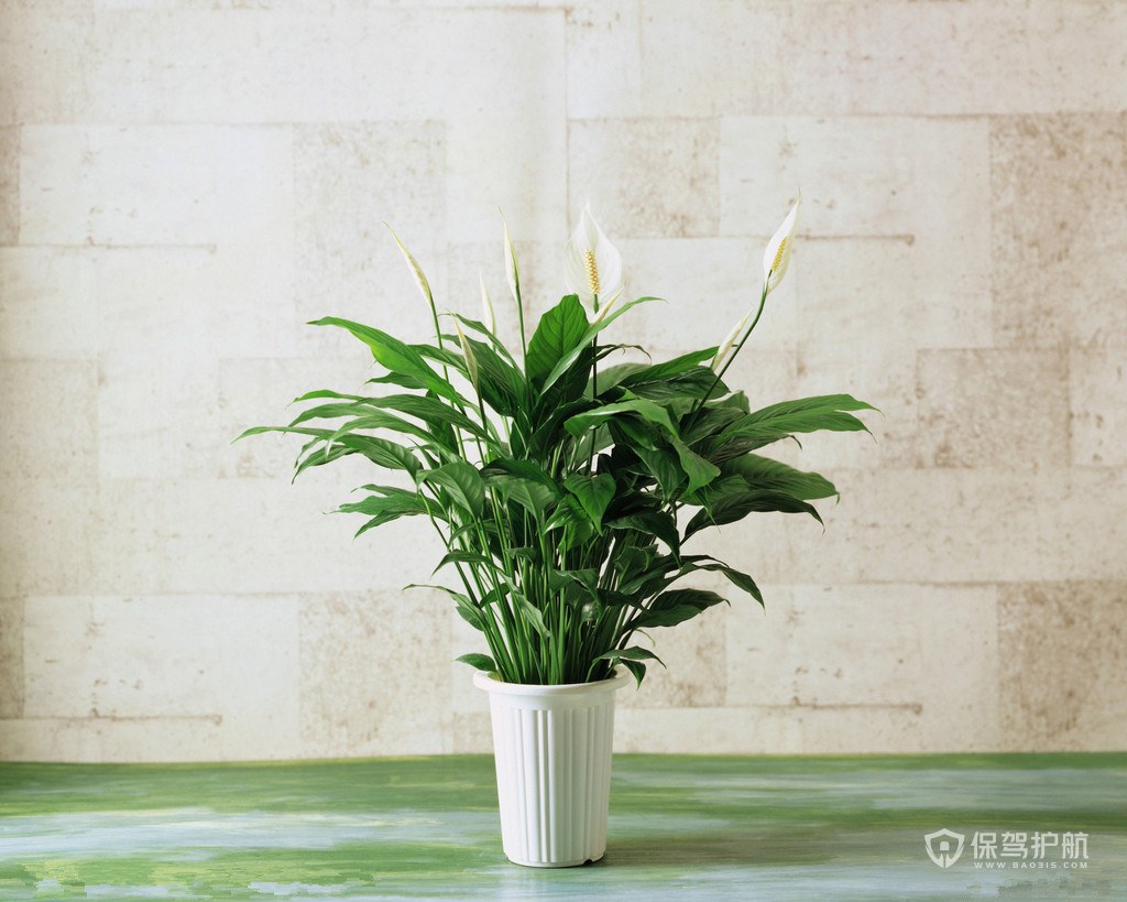 植物-保驾护航装修网
