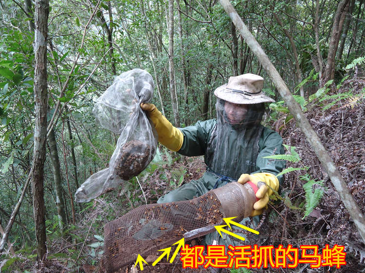 胡蜂窝家居风水_家居植物风水_瓦当家居摆设风水