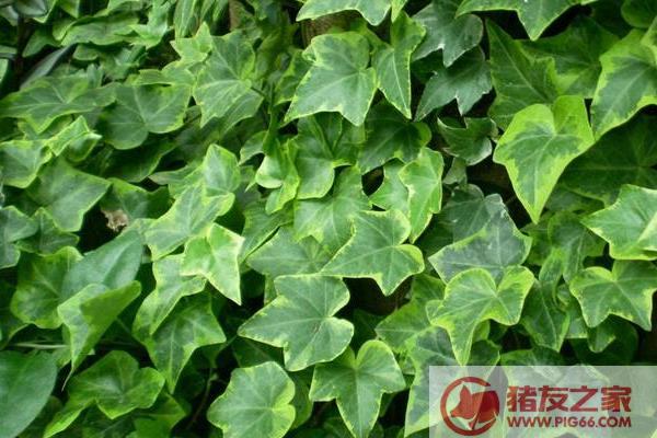 漫说家居好风水,灶炉摆放风水宜忌?不可不知!_家居摆放风水_家居风水常春藤可以绕门吗
