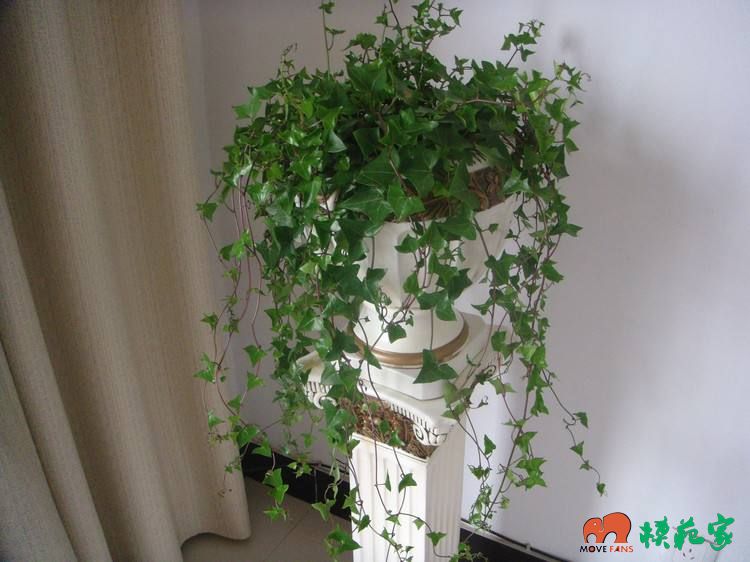 家居摆放风水_漫说家居好风水,灶炉摆放风水宜忌?不可不知!_家居风水常春藤可以绕门吗