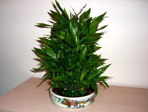 文竹盆栽风水作用_家居风水盆栽_家居植物风水