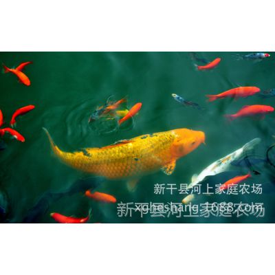 漫说家居好风水,灶炉摆放风水宜忌?不可不知!_黄金鱼在家居风水的作用_风水八卦与家居五行的风水关系