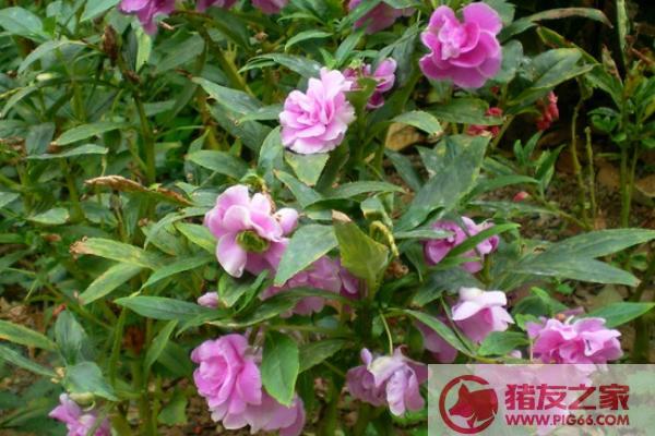 凤仙花与家居风水_家居灯饰风水_家居女主人风水宜忌