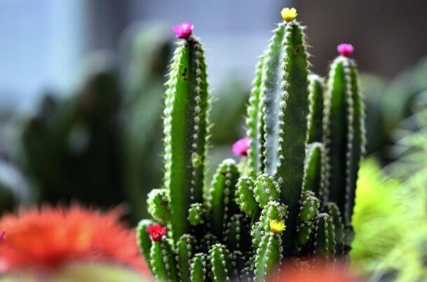 家居植物风水_家居客厅风水禁忌_家居风水仙人掌