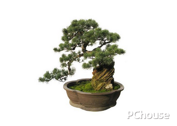 家居与风水_家居八宅风水_家居风水五针松