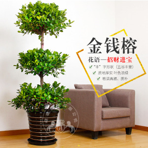 榕树对家居风水_家居摆放风水_榕树盆景放家风水