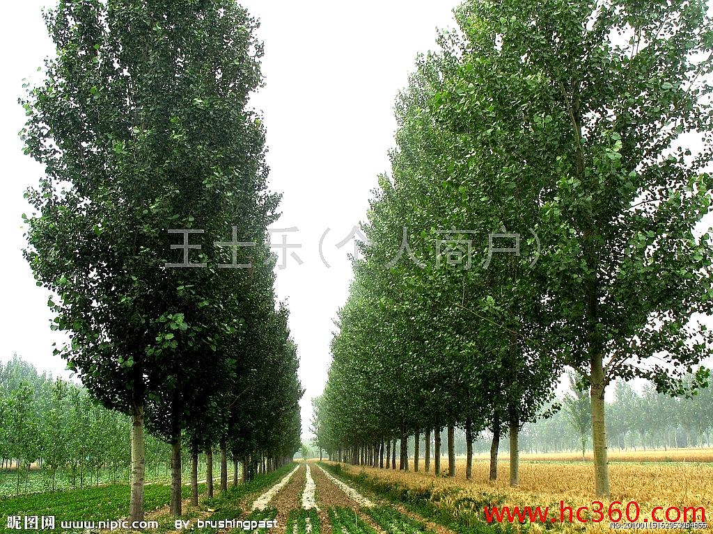 王杨树家居风水_家居摆设风水_家居摆放风水