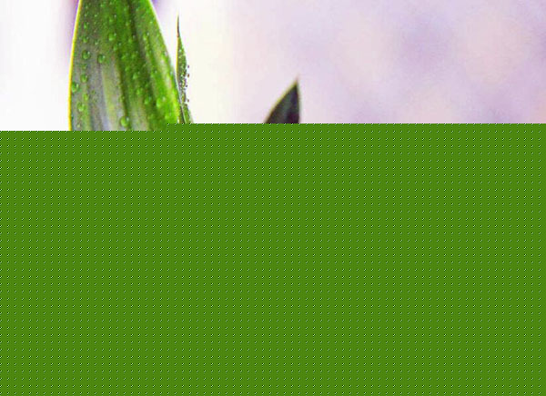 客厅摆放什么植物招财