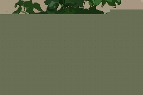 富贵树摆放禁忌 富贵树怎么摆放家人富贵