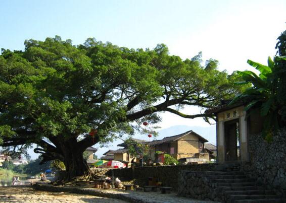 槐树家居风水_家居八宅风水_家居植物风水