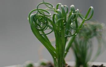 家居植物风水_家居风水草_家居与风水